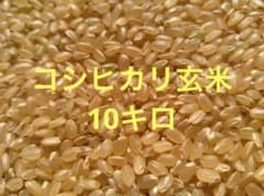 新米令和8年コシヒカリ玄米10キロ 玄米食が好きな方 食物繊維豊富