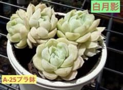 ⭐︎第二弾⭐︎ 選べる！！プラグ苗(抜き苗) 多肉植物　ランダム発送 キラ 多肉植物 プラグ苗(抜き苗)2苗 ランダム発送 - メルカリ