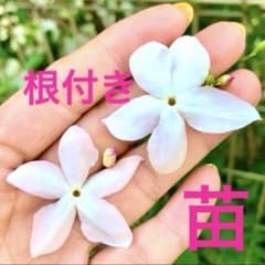 ジャスミン♪ハゴロモ改良ホワイトプリンセス苗♪挿し木苗No.68 - メルカリ