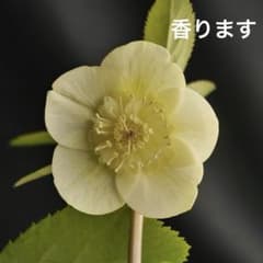 173 589 2株まとめ クリスマスローズ　開花株のサムネイル