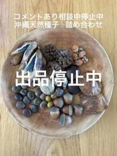 沖縄の木の実と種子セット リース素材のサムネイル