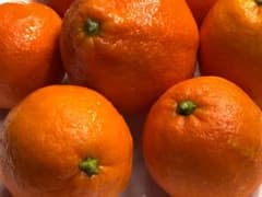 まぼろしの赤レモン２kg『キリッとした香りが魅力的！！』のサムネイル
