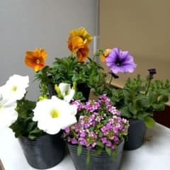 寄せ植えセット 4苗 - メルカリ