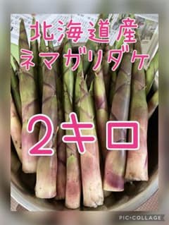 【5/29採取】北海道産●朝採り！ネマガリダケ！根曲がり竹！姫竹！2キロのサムネイル