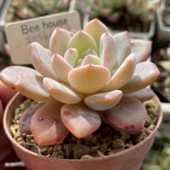 Beehouse苗❣️エンジェルピンク   多肉植物のサムネイル