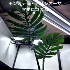 k*u様 モンステラデリシオーサマクロコズム超希少系統鉢植え - メルカリ