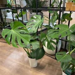 美株　大型 株姿も葉型もきれい！　モンステラ 6寸 観葉植物　インドアグリーンのサムネイル