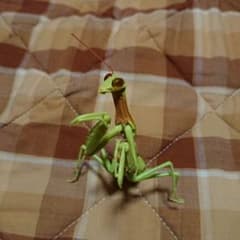 いきもの大図鑑 カマキリ04 ムネアカハラビロカマキリ(幼体)のサムネイル