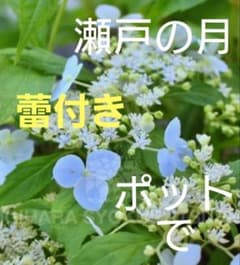 B蕾付き、ポットで】瀬戸の月 セトノツキ ヤマアジサイ 苗 山アジサイ