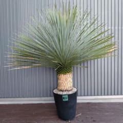 #15 ユッカ ロストラータ yucca rostrata（発根済） 11 ユッカ ロストラータ yucca rostrata（発根済） - メルカリ