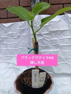 ブラックマデラkk イチジク挿木苗 イチジク ブラックマデイラKK挿し木苗 13番 ポットで発送 - メルカリ