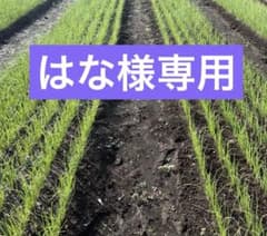 10月未発送　ネオアース200本のサムネイル
