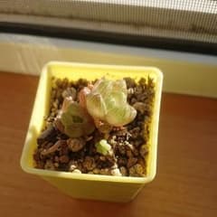 ハオルチア ウンブラティコラ②のサムネイル