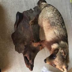 剥製 狸のサムネイル