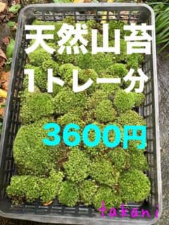 SALE通常3600円の品　天然山苔1トレー分　ヤマゴケ　アラハシラガゴケのサムネイル