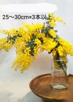 フレッシュミモザ　3本以上【送料込み】のサムネイル