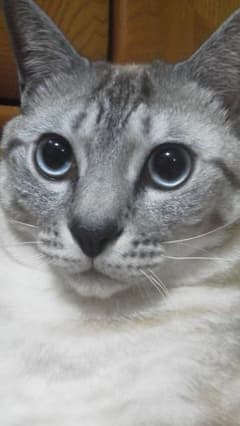 ハリー確認用のサムネイル