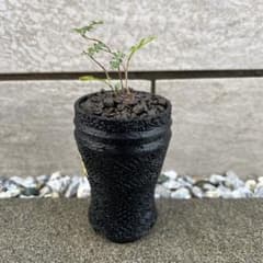 オペルクリカリア パキプス 実生 鉢植え 鉢ごと発送⭕️ 2のサムネイル