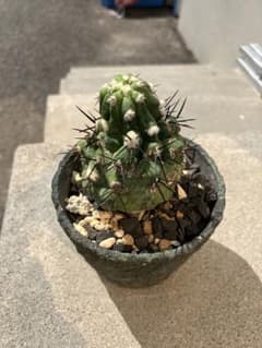 copiapoa 黒王丸　実生