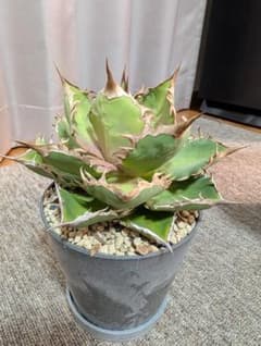 アガベ チタノタ 鉢植えのサムネイル