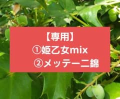 しゅういち様‼️専用出品‼️ 枝折れあり　抜き苗　メルカリ便 専用/確認用】 - メルカリ