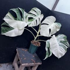 斑入りモンステラ ホワイトタイガー極美大株幅69cm白斑多 - メルカリ