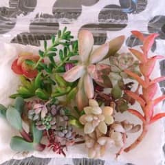 まゆちゃん様専用☺︎多肉カット苗のサムネイル