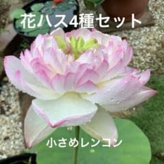 花ハス　4種類　小さめレンコン　4個セット　花蓮　花　苗　⑱のサムネイル