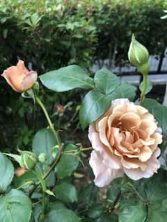 ジュリア薔薇　挿木苗　バラのサムネイル