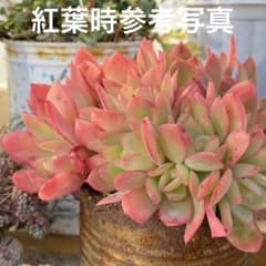 18 多肉植物　多肉弁当　詰め合わせ　寄せ植え　セット　カット苗　韓国苗　ルエラのサムネイル