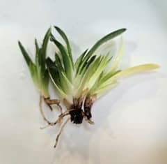 ガステリア　子宝錦Fのサムネイル