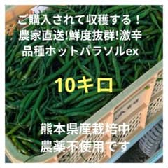 ご購入されて収穫する！農家直送!鮮度抜群!激辛品種ホットパラソルex10