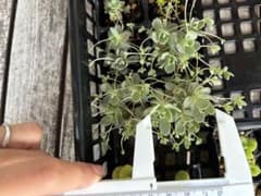 子持ち蓮華　セルトレイ　1マスのサムネイル