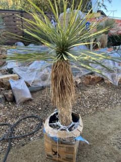 ロストラータ　引取り限定 引取り限定 ユッカ ロストラータ 約1.4メートル - メルカリ