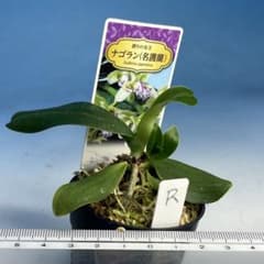 ナゴラン 名護蘭 1本子付き R - メルカリ