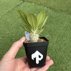 パキポディウム ホロンベンセ 実生 32 塊根植物 コーデックスのサムネイル