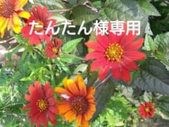 たんたん様 リクエスト 2点 まとめ商品のサムネイル