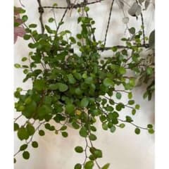 ワイヤープランツカット苗20本♫（おまけに数本^_^）