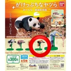 がけっぷちなヤツら　レッサーパンダのサムネイル