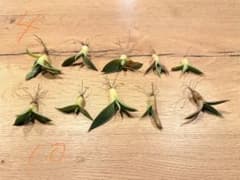 ④パリー　トランカータ　実生のサムネイル