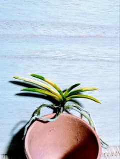 ブーゲンビリア 3点セット Iane様専用‼️ | Shop at Mercari from