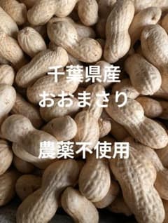 千葉県産　農薬不使用　おおまさり　1㌔のサムネイル