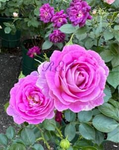 バラ苗 薔薇 さし木苗 紫系 中輪 中香 四季咲き 匿名発送 - メルカリ