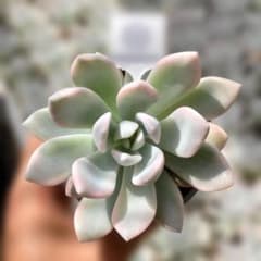 Top【選抜株】多肉植物 363079オパリナ錦 35個 鉢無し/脱土 - メルカリ