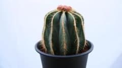 サボテン 英冠丸 多肉植物(※最終値下げです)のサムネイル