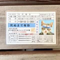 \なめんなよ / 矢沢猫吉　免許証　昭和レトロのサムネイル