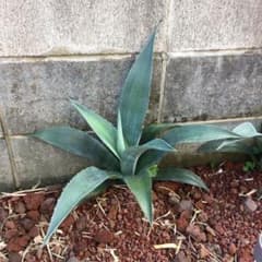 多肉植物 アガベ 竜舌蘭 アオノリュウゼツランのサムネイル
