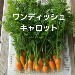 ワンディッシュキャロット【農薬不使用】400g　人参　人参葉　ミニ人参のサムネイル