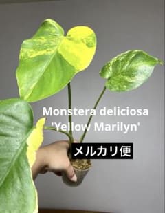 ②【これは本物です✨】モンステラ イエローマリリン 黄斑 オーレア