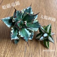 初売りセット9】99 アガベ 姫厳竜錦/太陽神錦 美株 TC2株 【速達